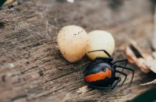 Redback spider and egg sacs
