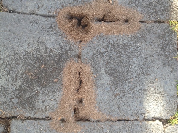 Ants digging up dirt between pavers