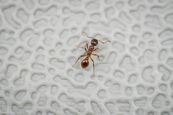 red imported fire ant
